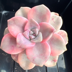 Graptopetalum 'Purple Delight' variegated | Real & Unique