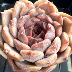 Echeveria 'Purple Pupil' | Real & Unique