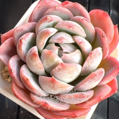 Echeveria 'Pink Cloud' | Real & Unique