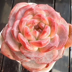 Echeveria 'Amber Rose' | Real & Unique