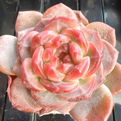 Echeveria 'Amber Rose' | Real & Unique