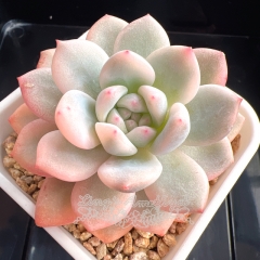 Echeveria Monroe variegated | Real & Unique