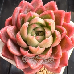 Echeveria 'Red Moonlight' | Real & Unique