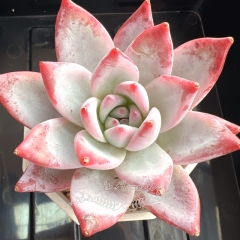 Echeveria colorata 'Emeralds' | Real & Unique