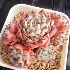 Echeveria 'Sara Himebotan' sp | Real & Unique