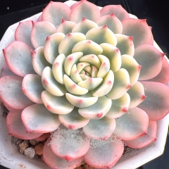 Echeveria minima variegated | Real & Unique