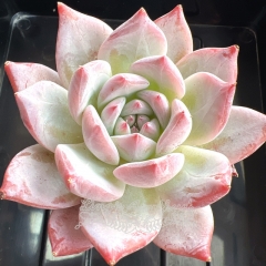 Echeveria colorata 'Emeralds' | Real & Unique