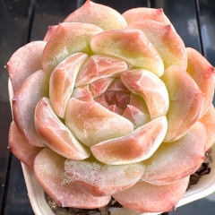 Echeveria 'Pearly Snow' | Real & Unique