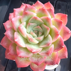 Echeveria 'Honey Peach' | Real & Unique