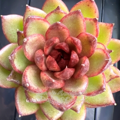 Echeveria 'Agate' | Real & Unique