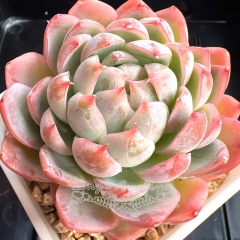 Echeveria 'Lyra' | Real & Unique