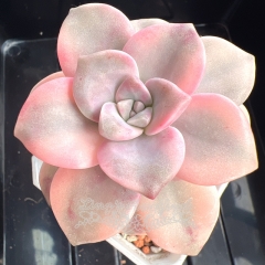 Graptopetalum 'Purple Delight' variegated | Real & Unique