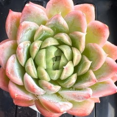 Echeveria 'Emerald Cloud' | Real & Unique