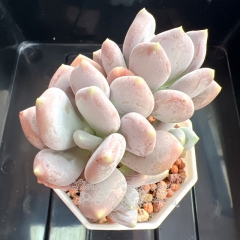 Pachyphytum glutinicaule Moran | Real & Unique