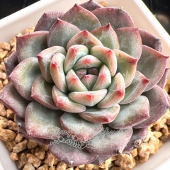 Echeveria 'Hidden Dream' | Real & Unique