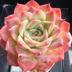 Echeveria 'Honey Peach' | Real & Unique