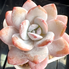 Echeveria laui Moran & Meyrán | Real & Unique