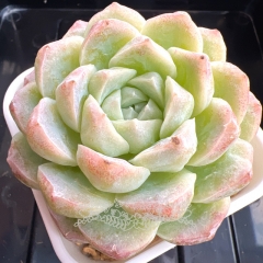 Echeveria 'Iridescent princess' | Real & Unique