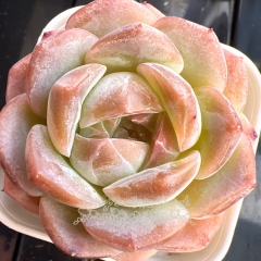 Echeveria 'Pearly Snow' | Real & Unique