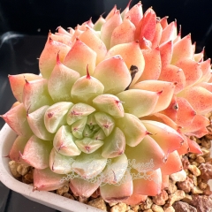 Echeveria 'Hugo' | Real & Unique