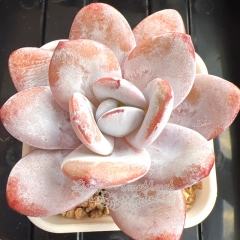 Echeveria laui Moran & Meyrán | Real & Unique