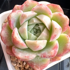 Echeveria 'Iridescence' | Real & Unique