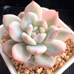 Echeveria Monroe variegated | Real & Unique