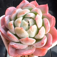 Echeveria 'Pink Cloud' | Real & Unique