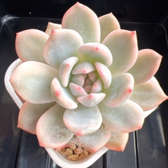 Echeveria Monroe variegated | Real & Unique