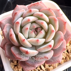 Echeveria 'Pink Melody' | Real & Unique