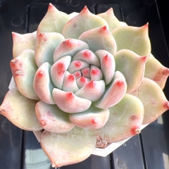 Echeveria 'White Latam' | Real & Unique