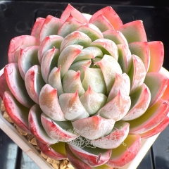 Echeveria 'Lyra' | Real & Unique