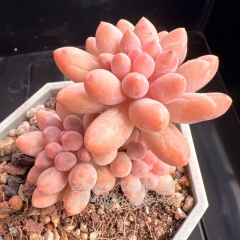 Pachyphytum 'Machucae' | Real & Unique