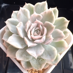 Echeveria Mexican Snowball variegated | Real & Unique