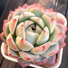 Echeveria 'Silver Fox' | Real & Unique