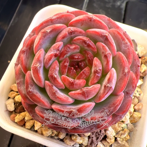 Echeveria 'Fruit candy' | Real & Unique