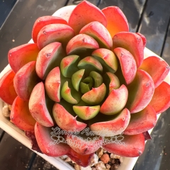 Echeveria 'Red Veil' | Real & Unique