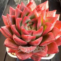 Echeveria 'Crimson Lotus' | Real & Unique