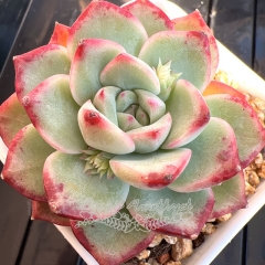 Echeveria 'Rain Lily' | Real & Unique