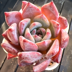 Echeveria colorata 'Purple Snow' | Real & Unique