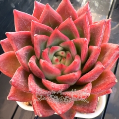 Echeveria 'Crimson Lotus' | Real & Unique