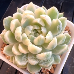 Echeveria elegans 'Vanilla' Variegated | Real & Unique