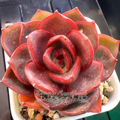 Echeveria 'Red Light' | Real & Unique