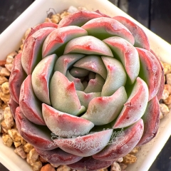 Echeveria 'Ocean Dew' | Real & Unique