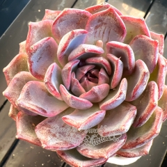 Echeveria 'Blue enchantress' | Real & Unique