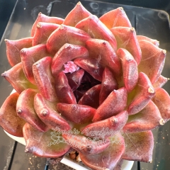 Echeveria 'Black Jasmine' | Real & Unique