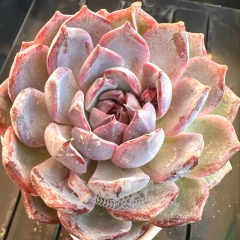 Echeveria 'Blue enchantress' | Real & Unique