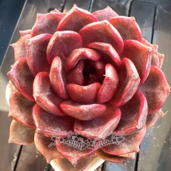 Echeveria 'Twilight' | Real & Unique