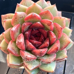 Echeveria 'Lychee' | Real & Unique