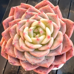 Echeveria 'Cherry Jelly' | Real & Unique